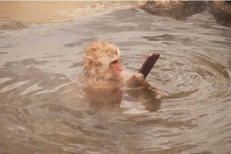 华为手机如何爆光照片
:日本猴子拿手机泡温泉照片爆红网络(转载)