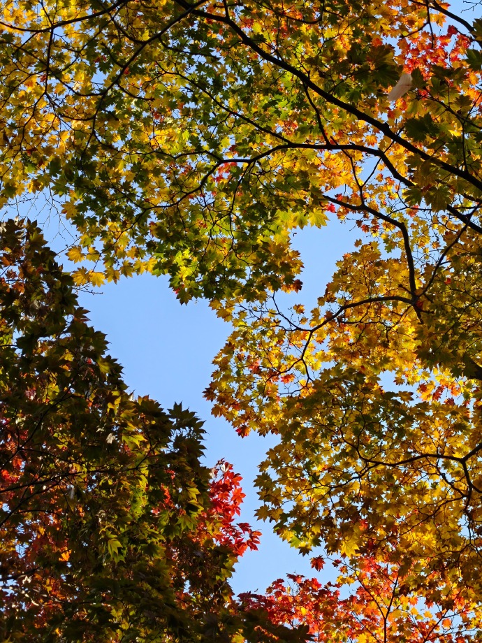 记录生活拍照苹果版苹果手机的拍照不清楚