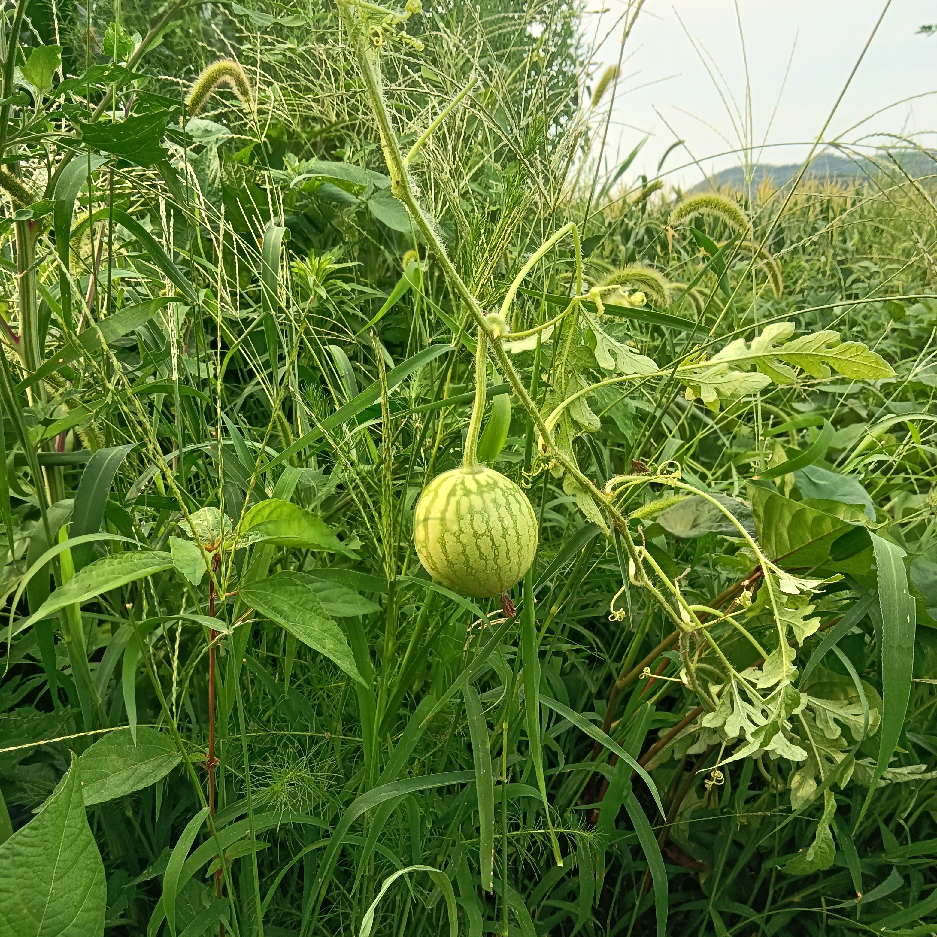 小草ios最新客户端小草助手下载最新版官方