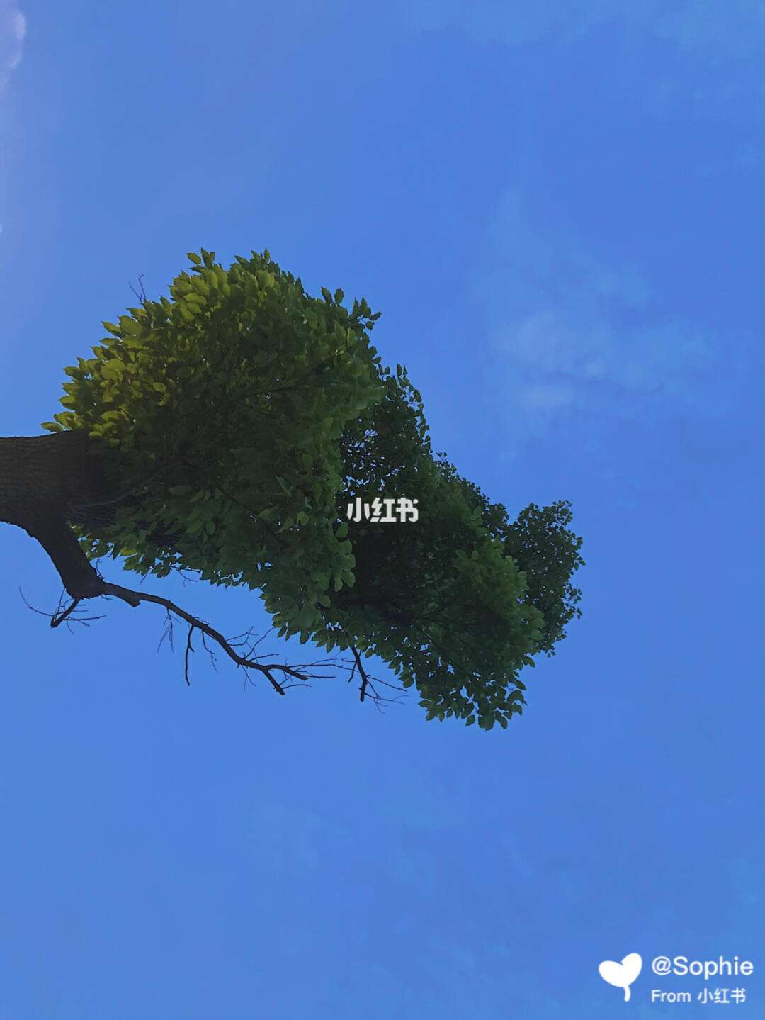 初夏苹果版(初夏app苹果下载)