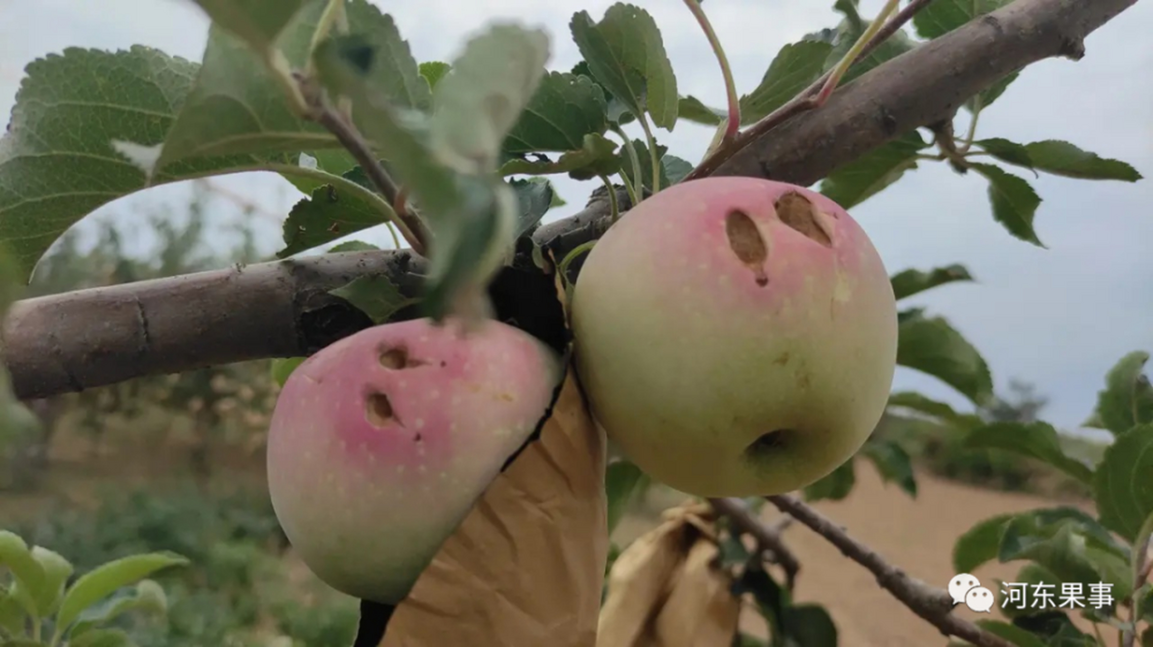 驾照宝典维语版苹果版(驾考宝典维语版iphone)