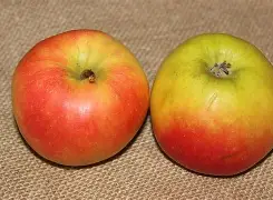 红苹果破解版版(红苹果盒子ios下载)