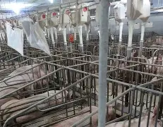 养猪大亨红包版苹果版(养猪大亨红包版最新版本) 养猪大亨红包版苹果版(养猪大亨红包版最新版本)