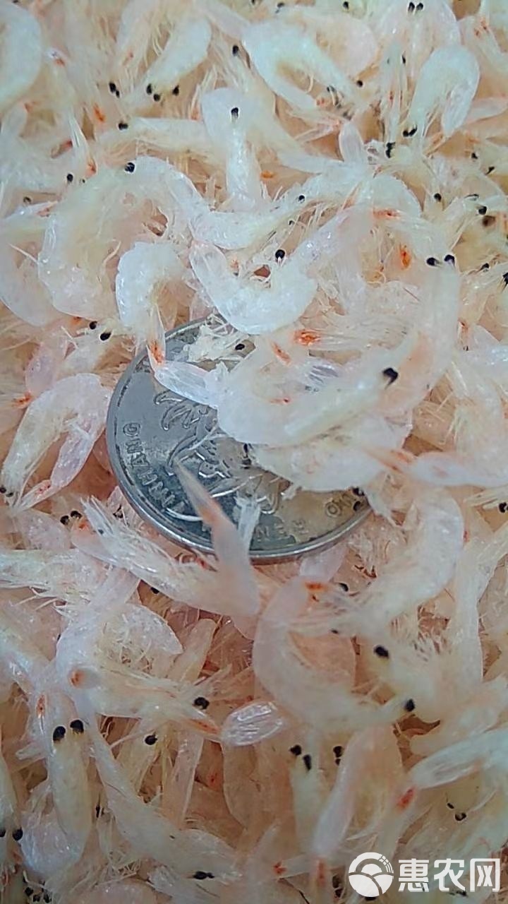 虾皮菲律宾手机版苹果版(虾皮app商家版下载菲律宾) 虾皮菲律宾手机版苹果版(虾皮app商家版下载菲律宾)