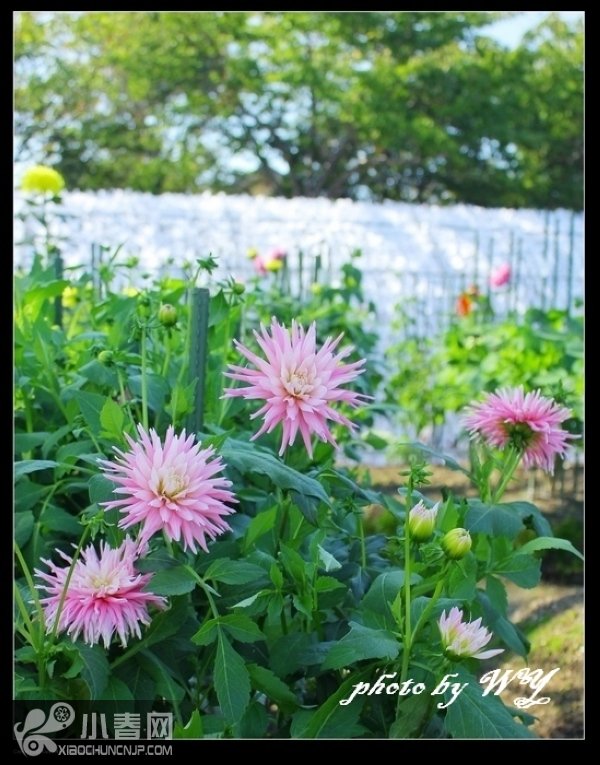 小春网手机版(小春网广告用户怎么办) 小春网手机版(小春网广告用户怎么办)