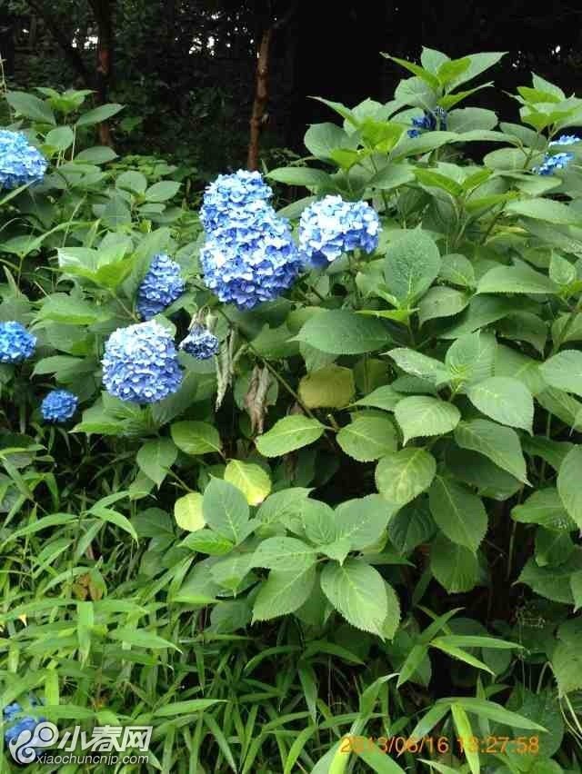 小春网手机版(小春网广告用户怎么办) 小春网手机版(小春网广告用户怎么办)