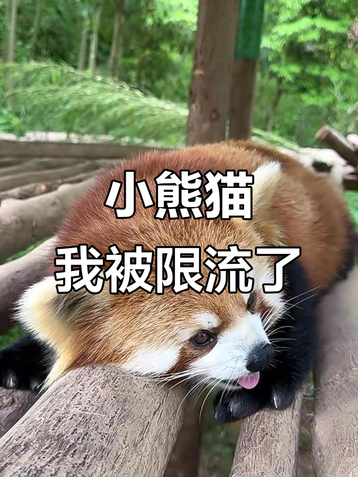 熊猫直播手机主播版(熊猫直播手机主播版本下载) 熊猫直播手机主播版(熊猫直播手机主播版本下载)