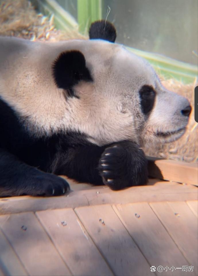 熊猫直播手机主播版(熊猫直播手机主播版本下载) 熊猫直播手机主播版(熊猫直播手机主播版本下载)