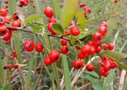 cf小苹果苹果版下载(cf小苹果助手怎么下载)