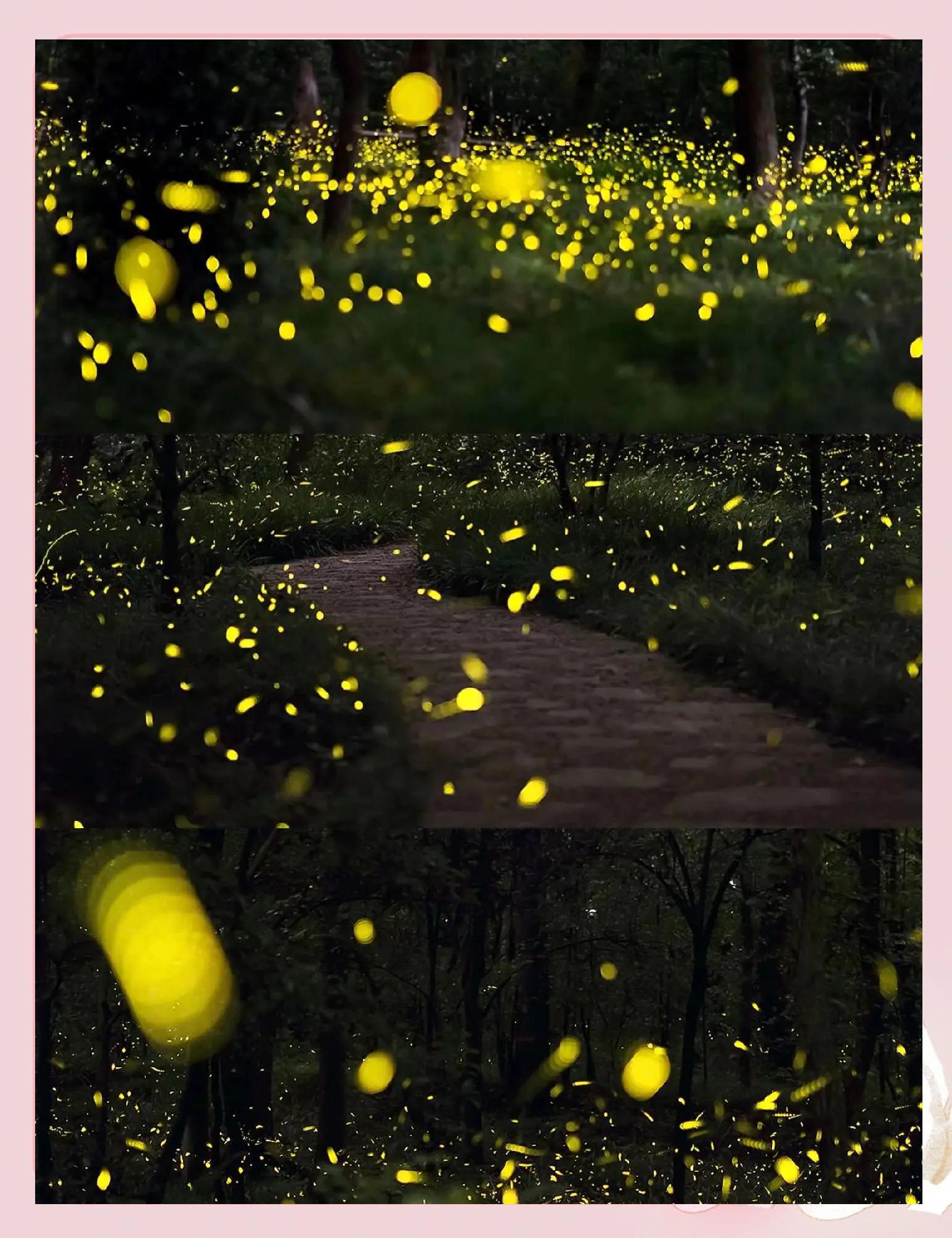 火萤视频主题手机版(火萤视频壁纸组件下载最新) 火萤视频主题手机版(火萤视频壁纸组件下载最新)