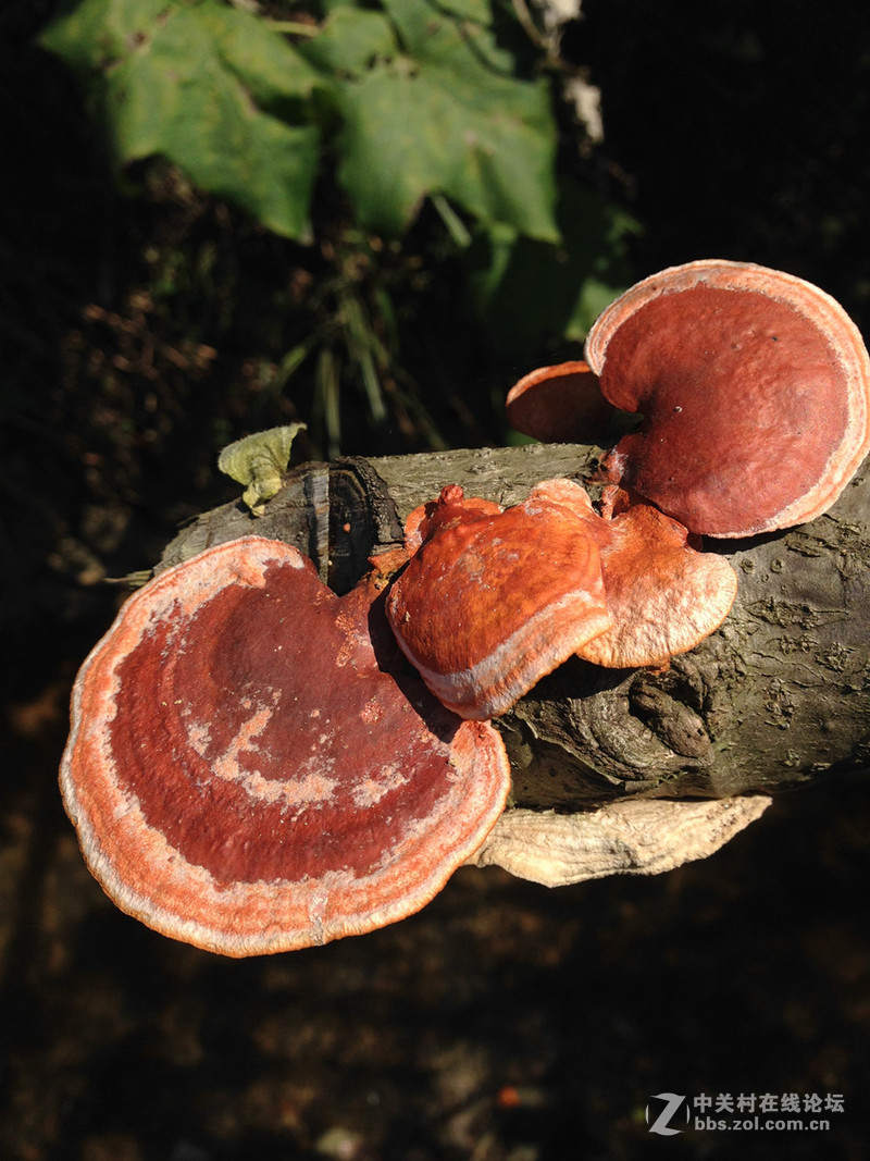 蘑菇苹果版(蘑菇app下载安装苹果)