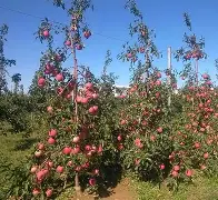 小熊苹果版(小熊苹果壁纸) 小熊苹果版(小熊苹果壁纸)