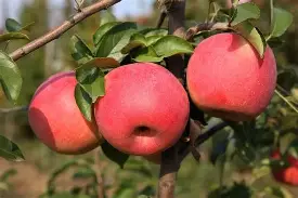 小熊苹果版(小熊苹果壁纸) 小熊苹果版(小熊苹果壁纸)