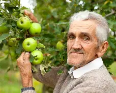 苹果版佳人(佳人苹果脸下联)