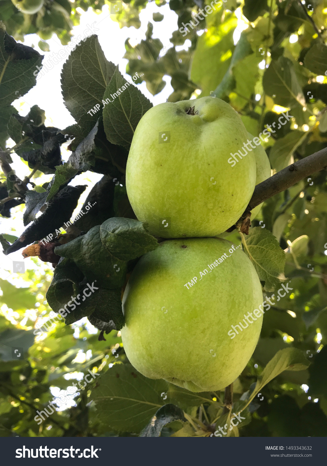 苹果树app苹果版(苹果树apple tree)