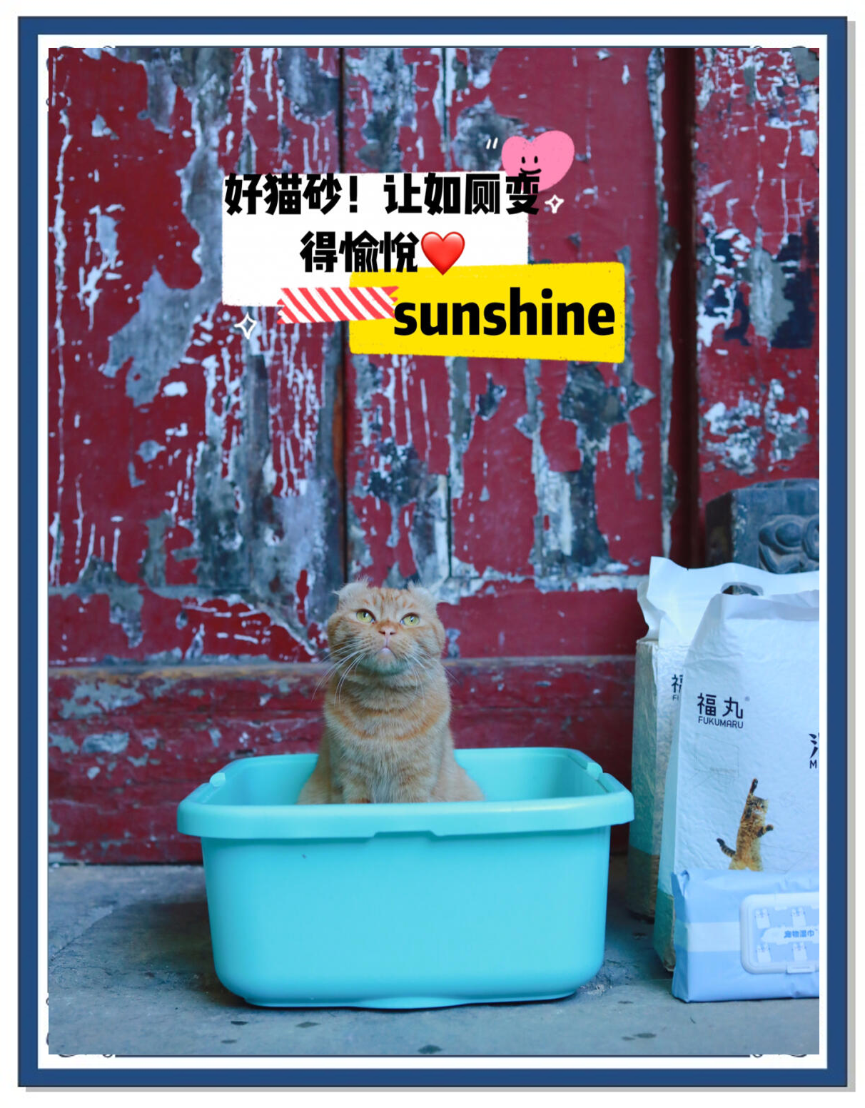 养猫苹果版(养猫应用下载) 养猫苹果版(养猫应用下载)