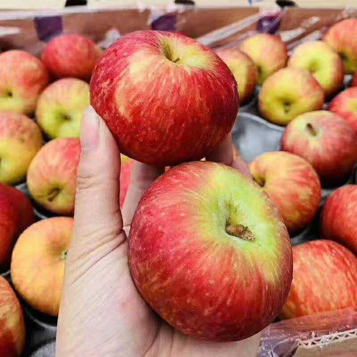 东洋版小苹果(国光小苹果老式品种) 东洋版小苹果(国光小苹果老式品种)