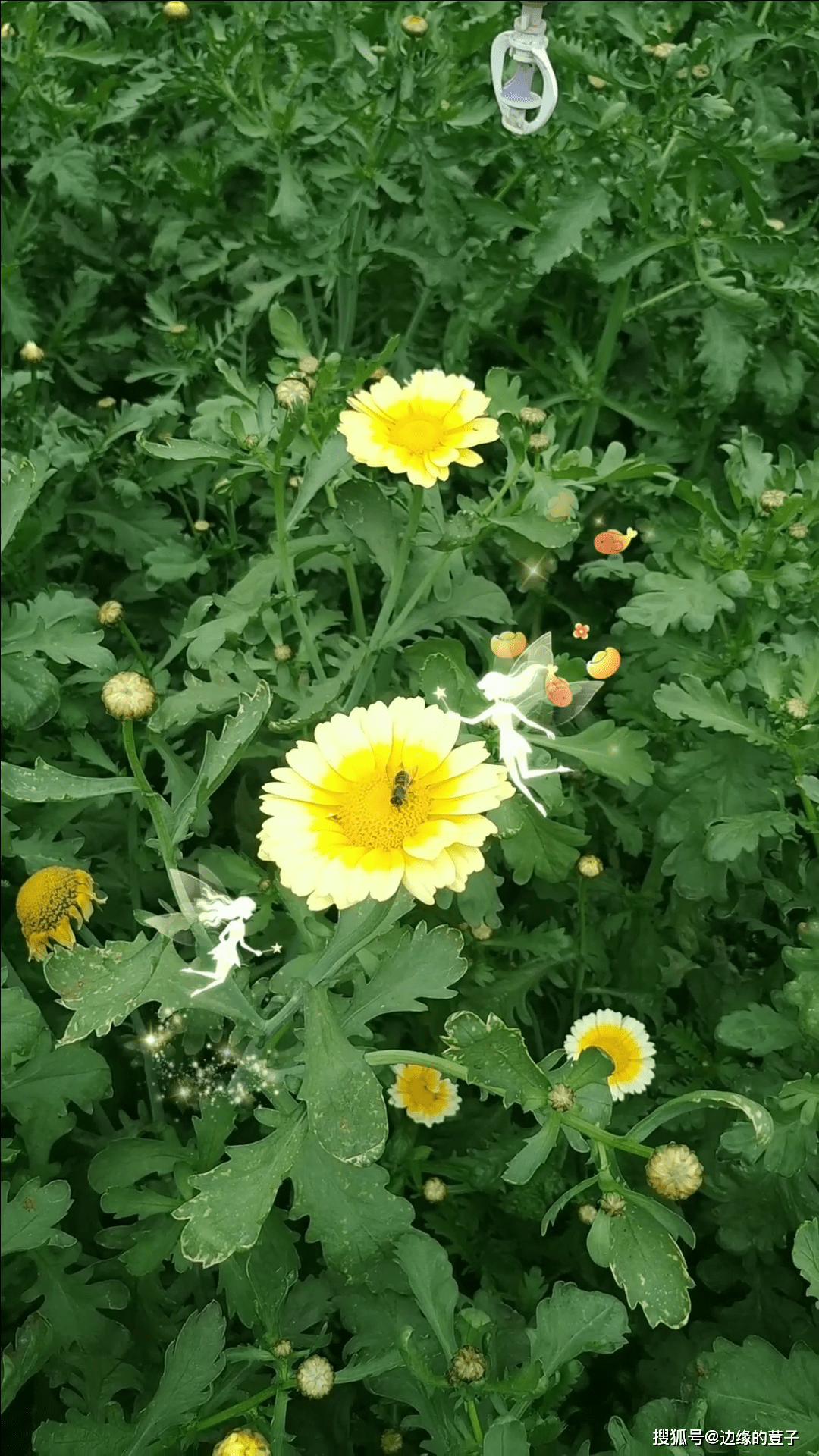 小蜜蜂视频手机版(小蜜蜂多人视频手机版) 小蜜蜂视频手机版(小蜜蜂多人视频手机版)