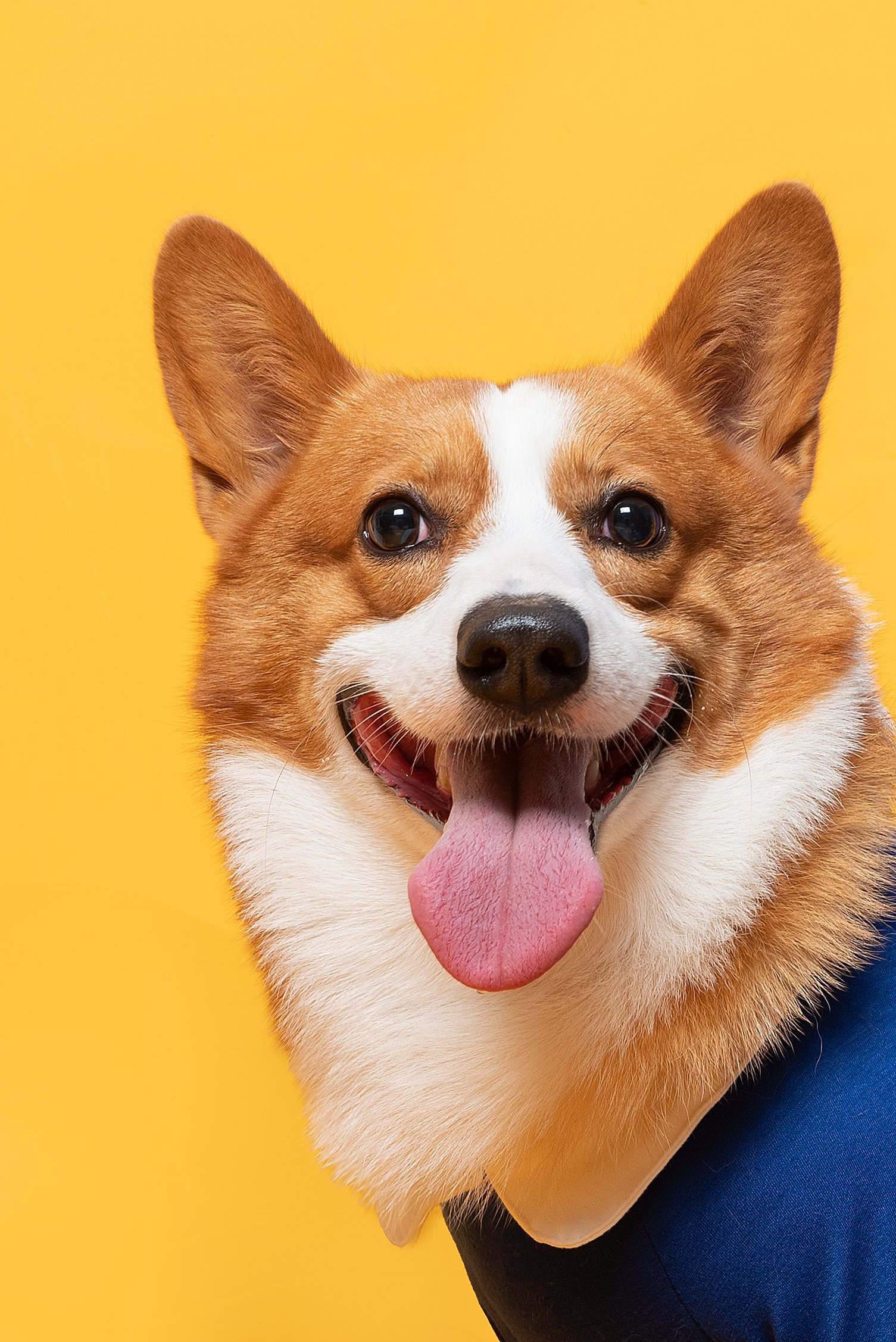 阿里旺旺手机版动物(阿里旺旺手机版2019) 阿里旺旺手机版动物(阿里旺旺手机版2019)