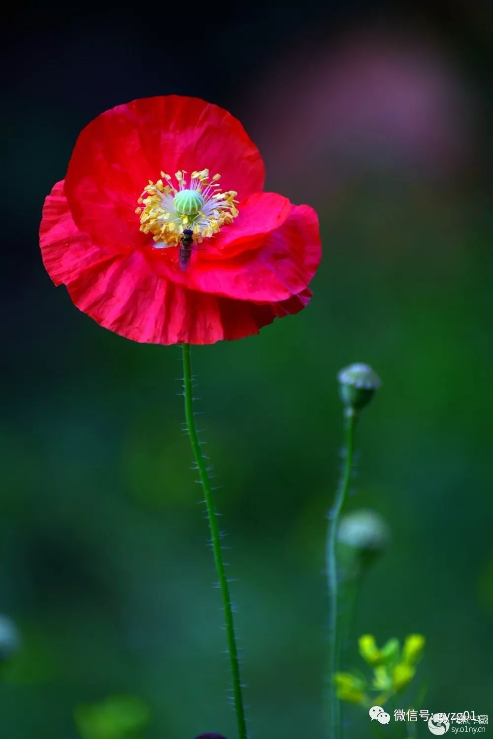 中国花木网手机版(中国花木网手机版官网)