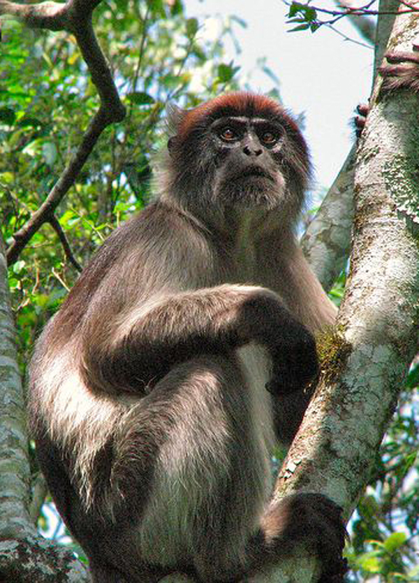 苹果版皮猴(皮猴ios版) 苹果版皮猴(皮猴ios版)