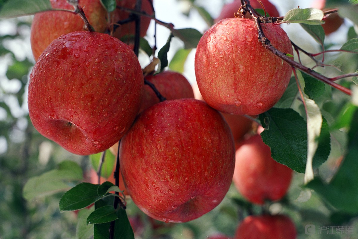 韩文版的苹果(苹果的韩语怎么说)