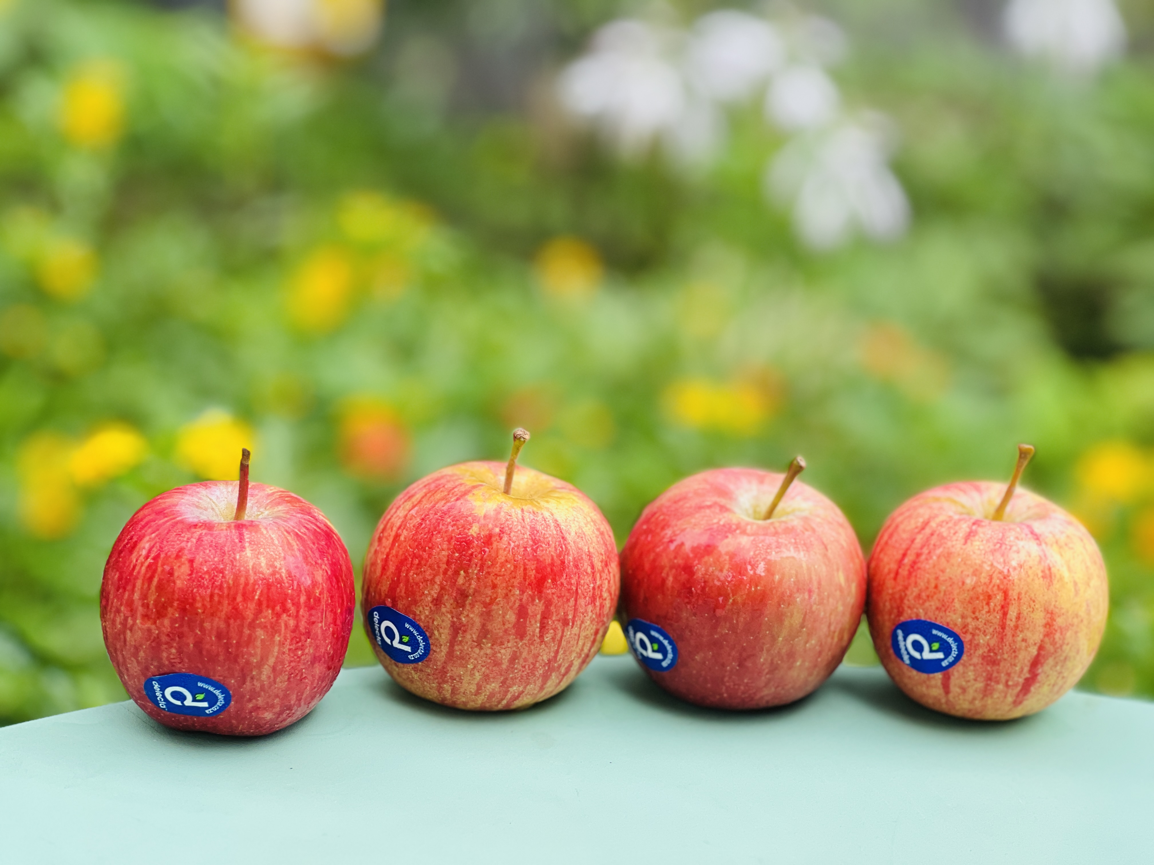 苹果版的小苹果tv(小苹果电视剧哪个频道播放)