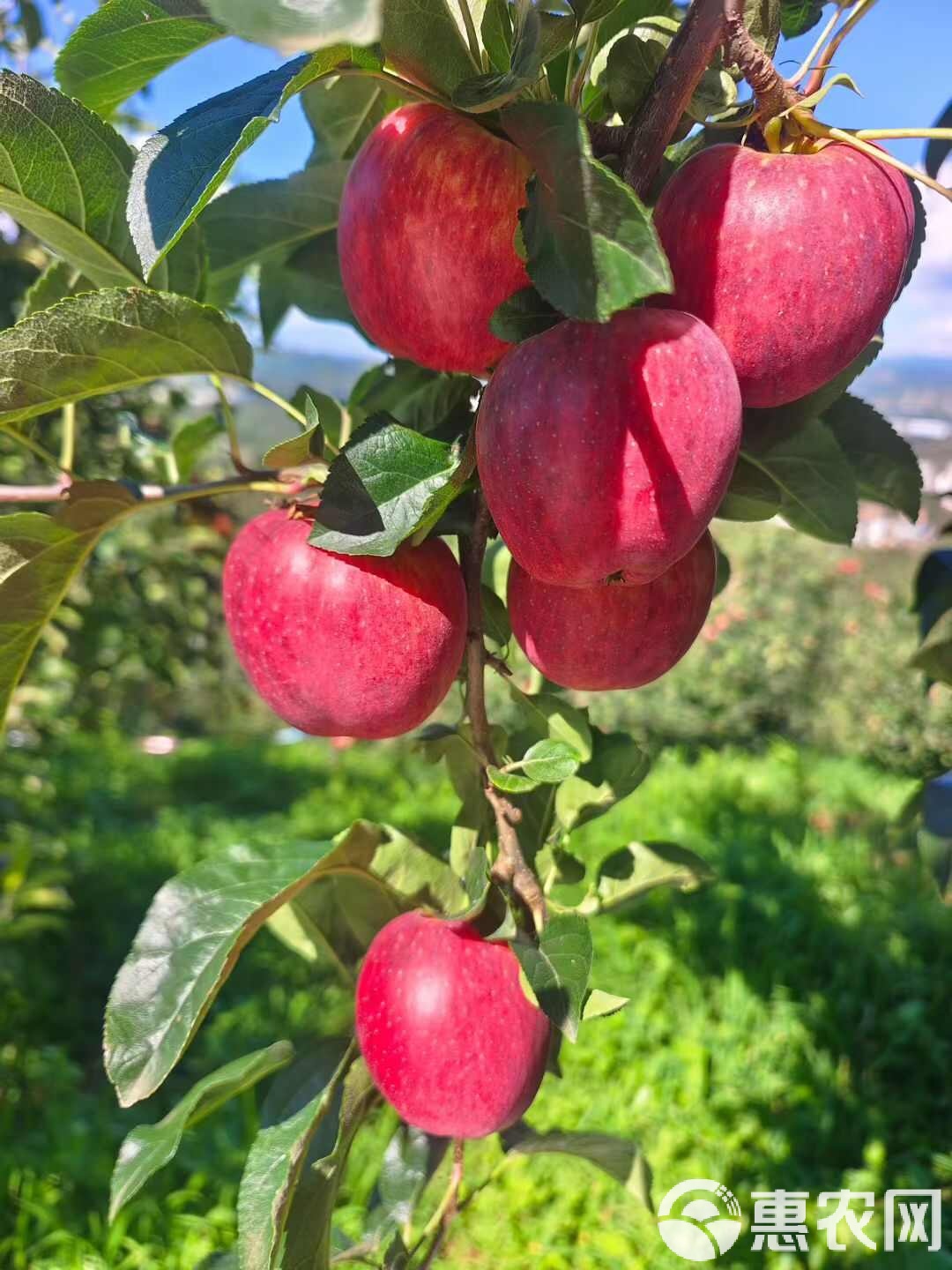 傣族版苹果(傣族歌曲下载) 傣族版苹果(傣族歌曲下载)