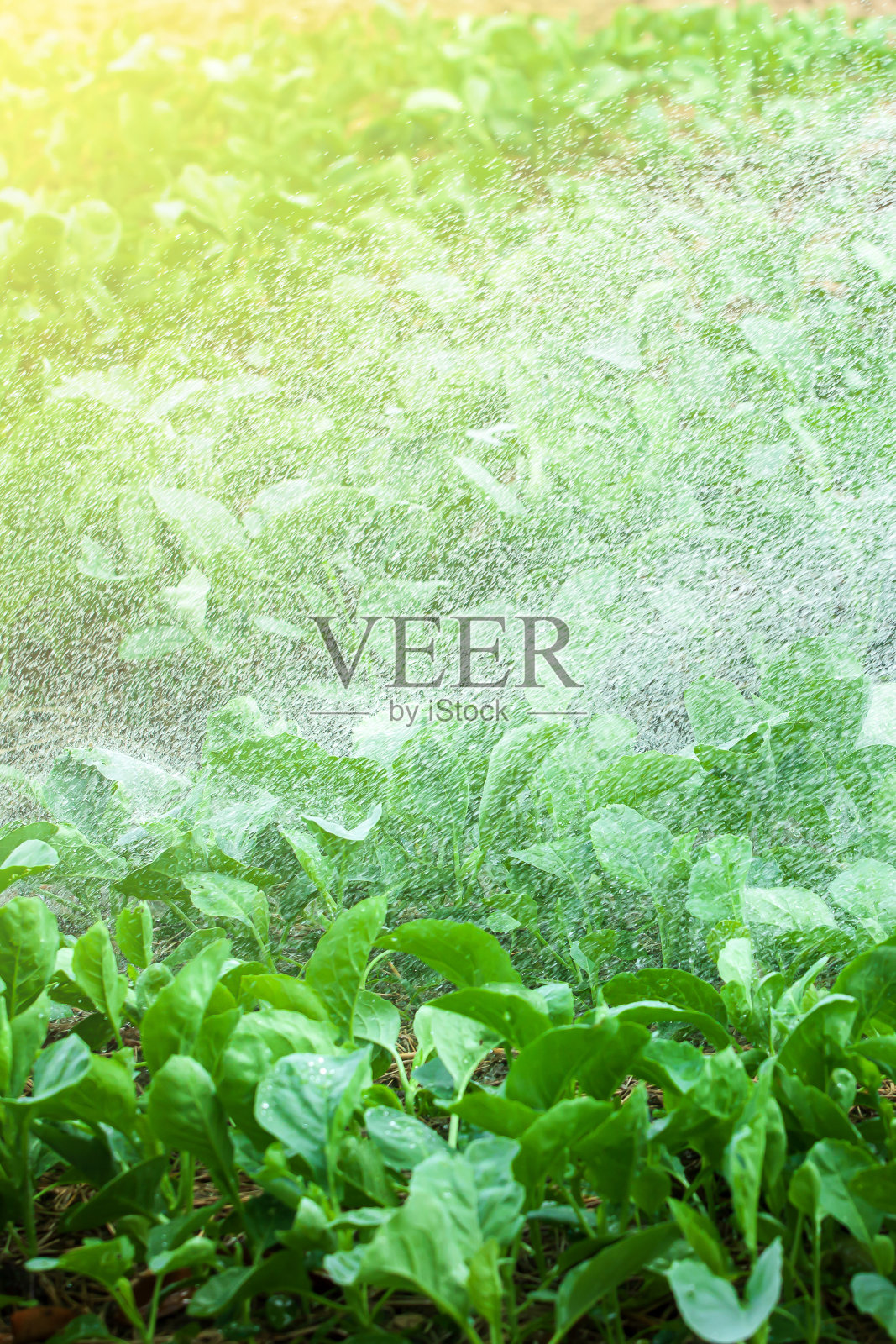 夏天的一天安卓版下载(夏天的一天  香港1986)