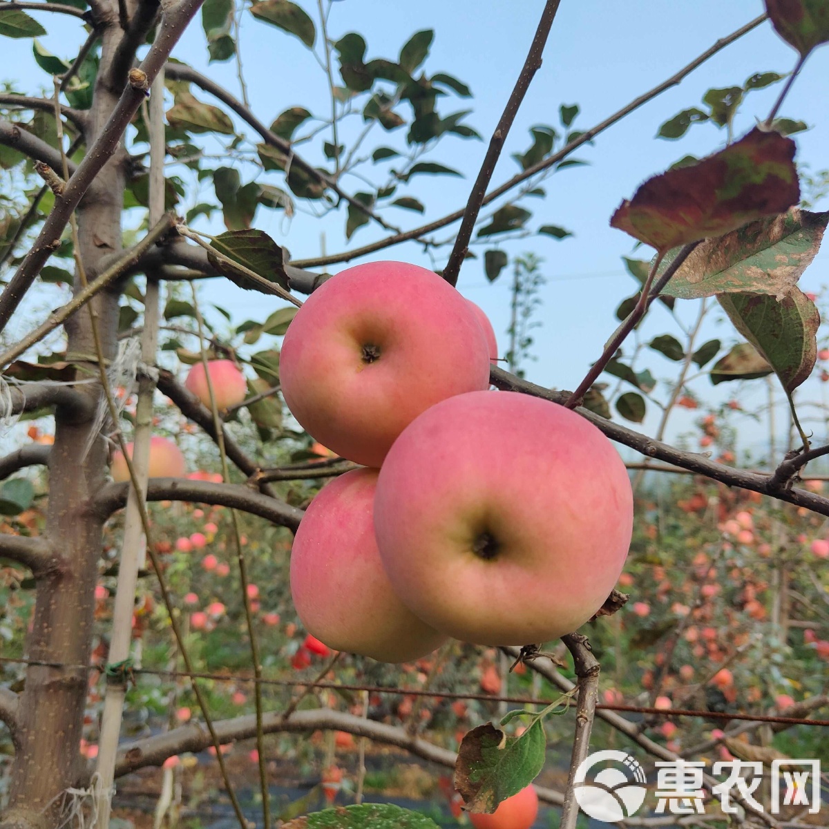 苹果越南版(苹果越南官网) 苹果越南版(苹果越南官网)