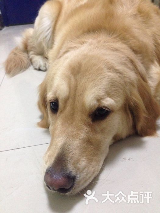 瑞星杀毒软件手机版动物(瑞星杀毒软件的标志是什么动物?) 瑞星杀毒软件手机版动物(瑞星杀毒软件的标志是什么动物?)