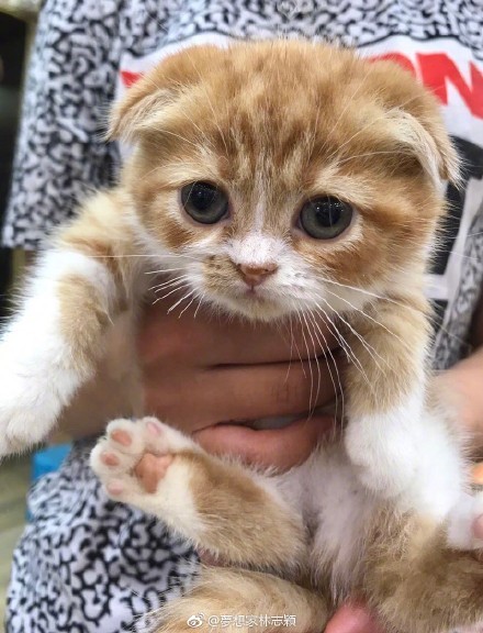 IE浏览器手机版动物(苹果耳机能在安卓手机上弹窗吗) IE浏览器手机版动物(苹果耳机能在安卓手机上弹窗吗)