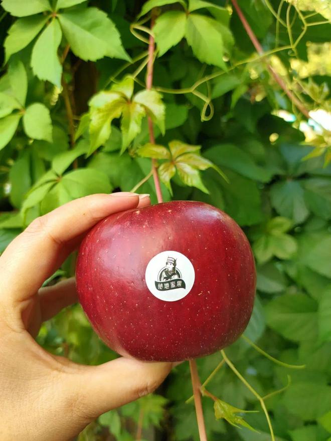 塞班版苹果(塞班游戏ios) 塞班版苹果(塞班游戏ios)