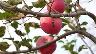 小苹果韩国版韩版(韩版小苹果mv现场版高清)