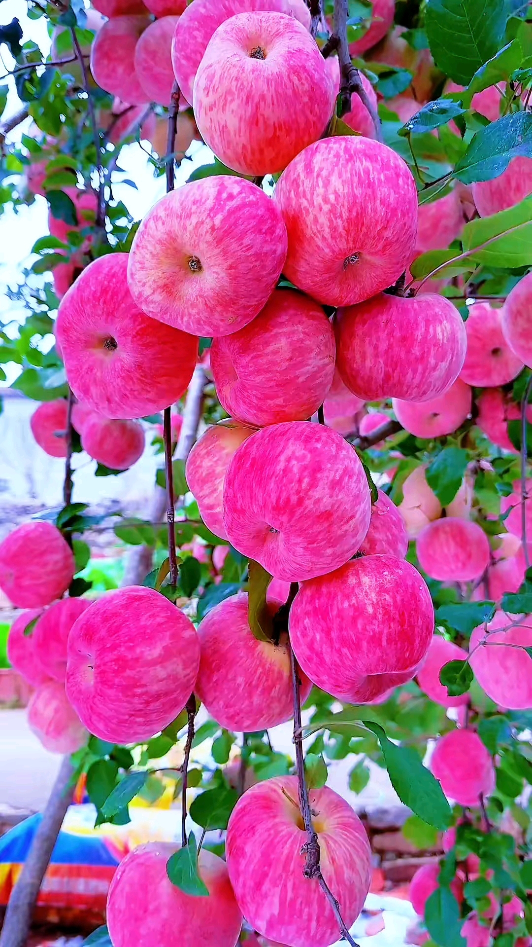 苹果版红杏(ios上红杏)