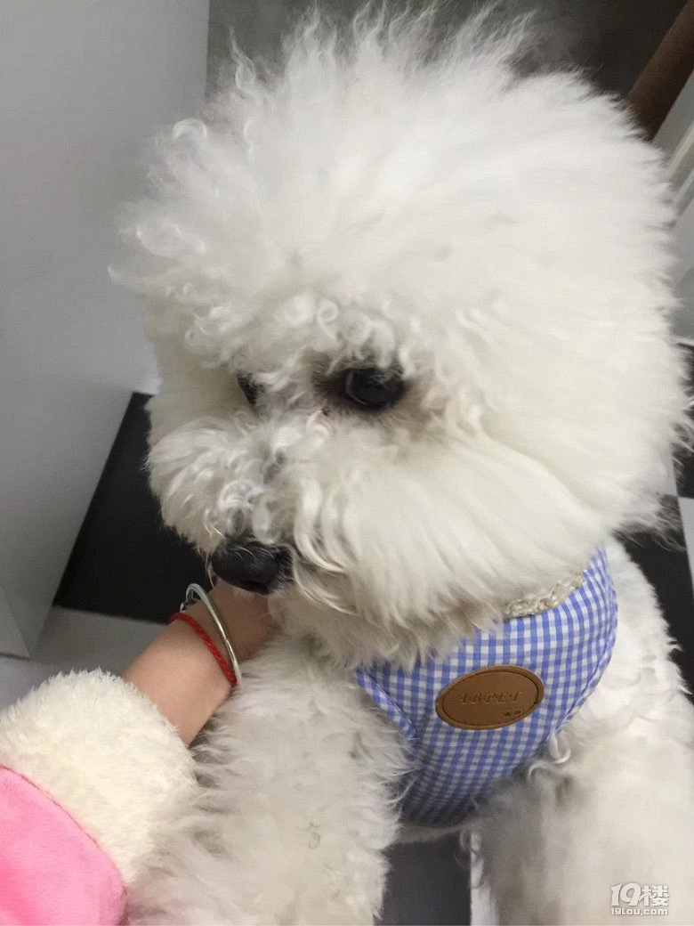 熊族有手机版么(玩具熊手机版在哪下)