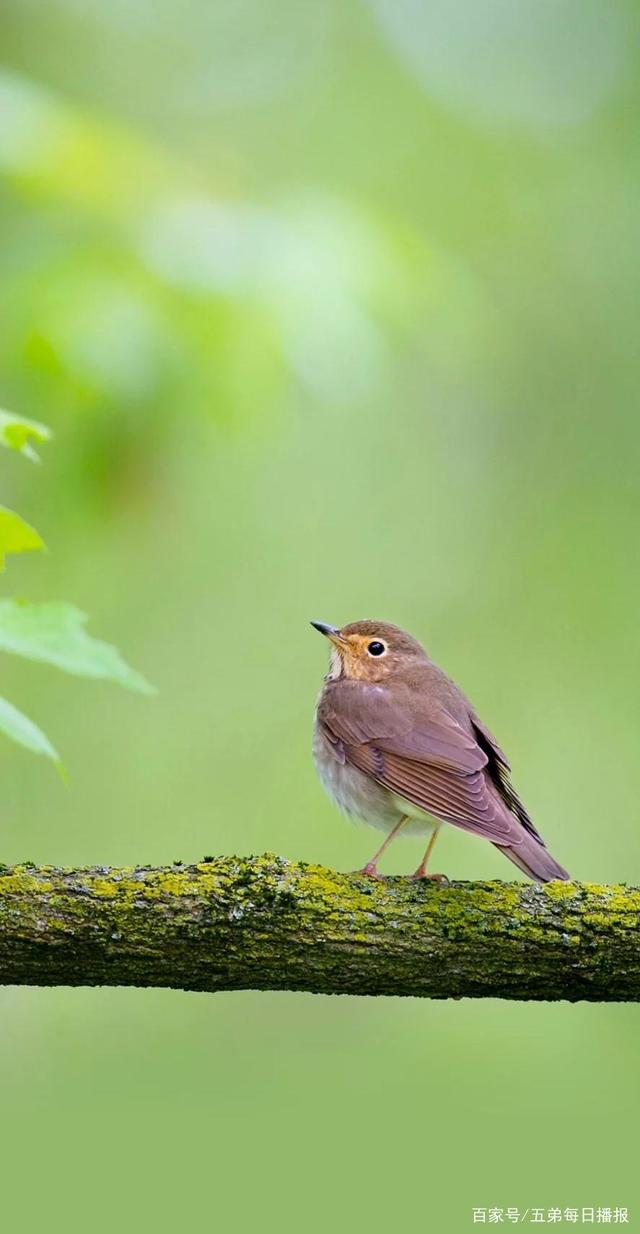 百度HI手机版动物(百度动物世界最新消息) 百度HI手机版动物(百度动物世界最新消息)