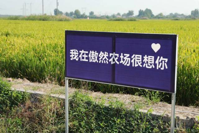 包含想你歌词满仓演唱手机版的词条