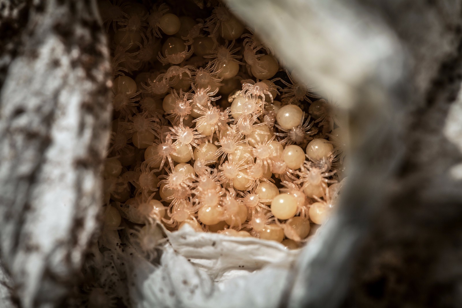 手机版有蜘蛛蛋吗(手机上有蜘蛛爬过怎么办)