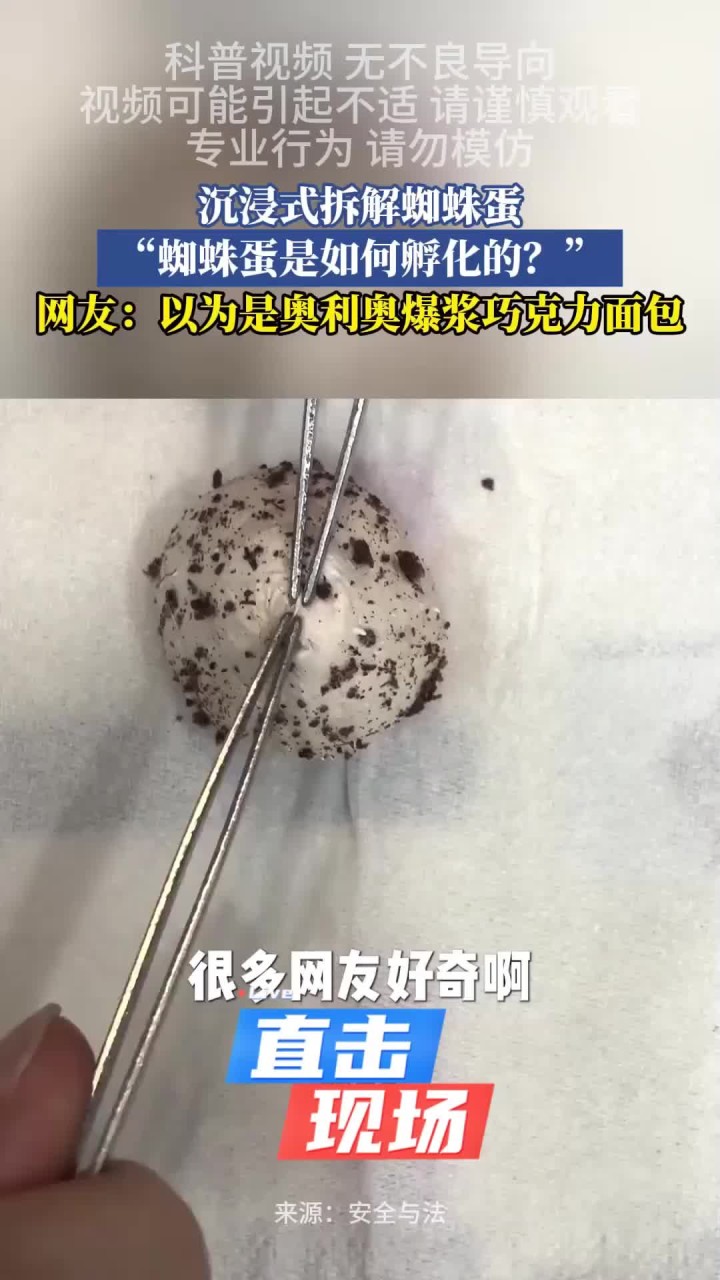 手机版有蜘蛛蛋吗(手机上有蜘蛛爬过怎么办)