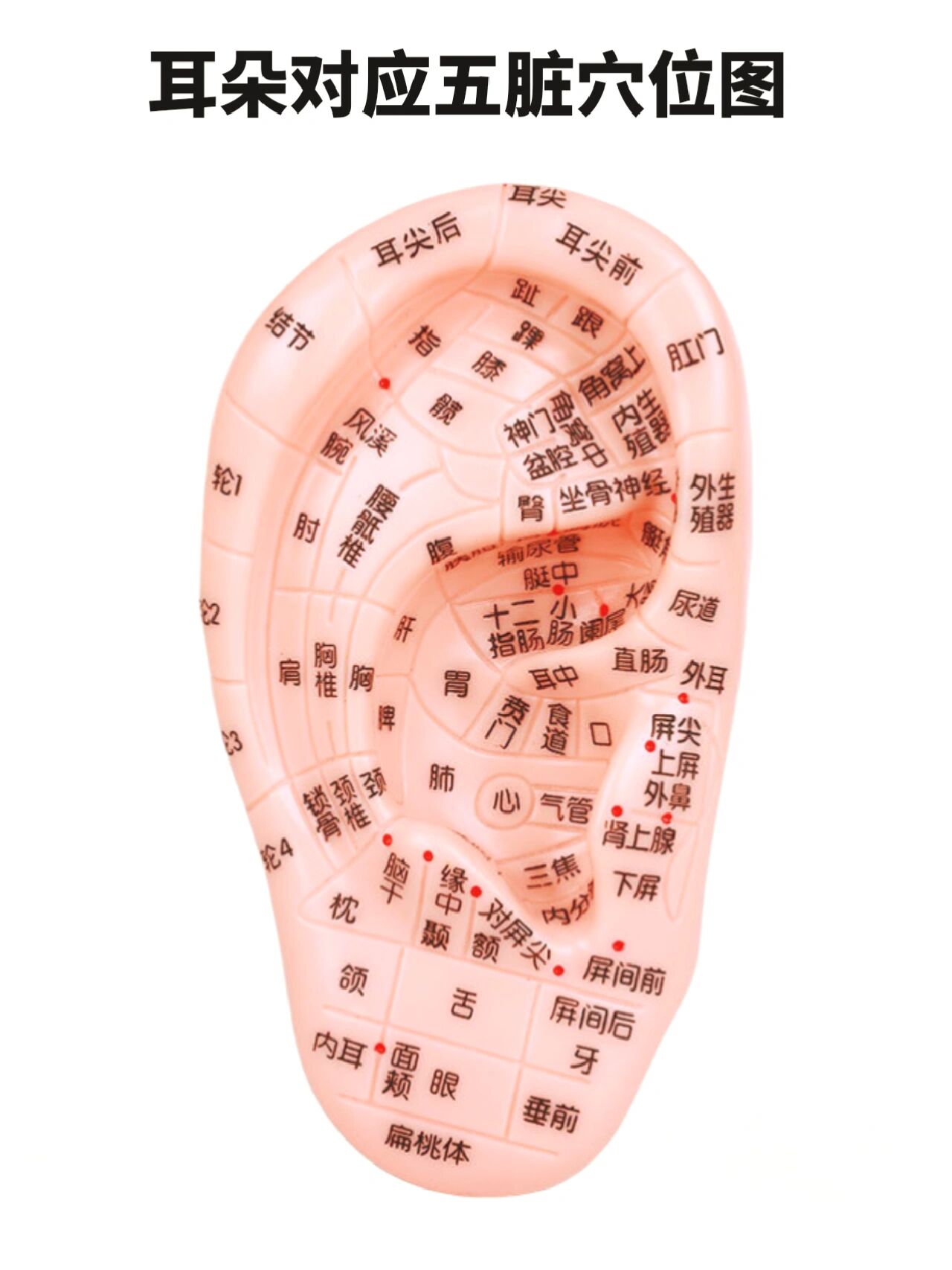 耳部经络全图手机版(耳的经络图解 分布图)