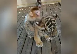 方舟手机版猴子在哪(方舟生存进化手机版猴子怎么驯服)