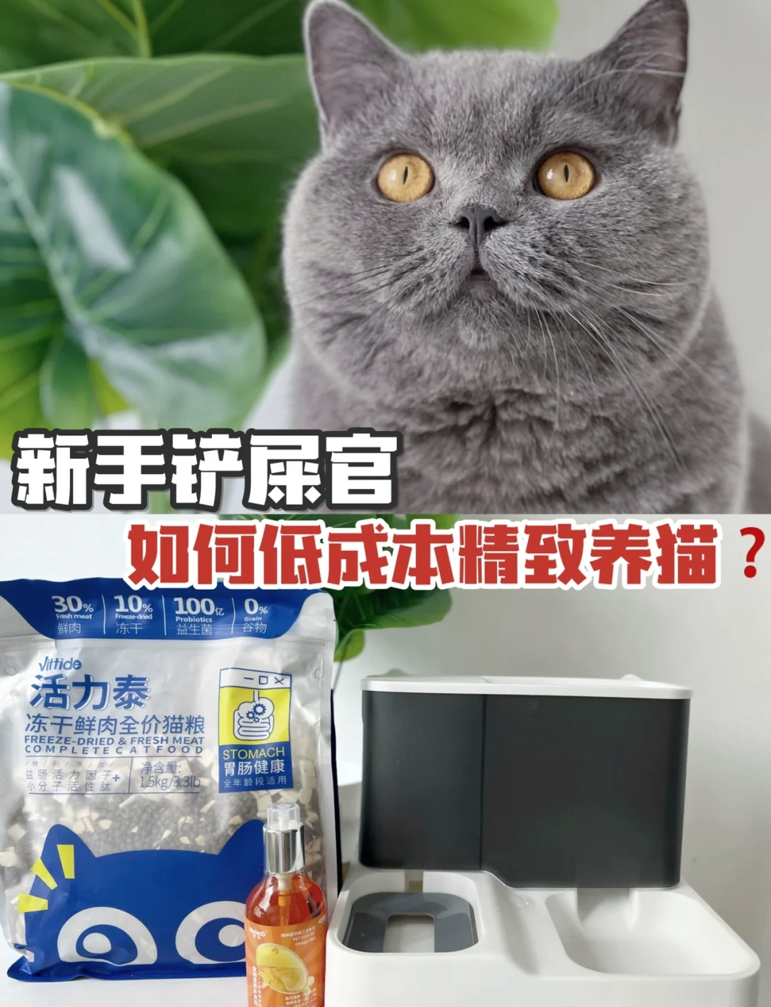 养猫咪网论坛手机版(养猫人士交流社区apk)