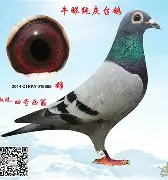 灰鸽推广手机版下载(灰鸽推广手机版下载官网)