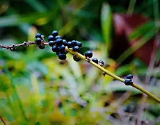 黑星星玩手机版下载(黑星blackstar游戏)