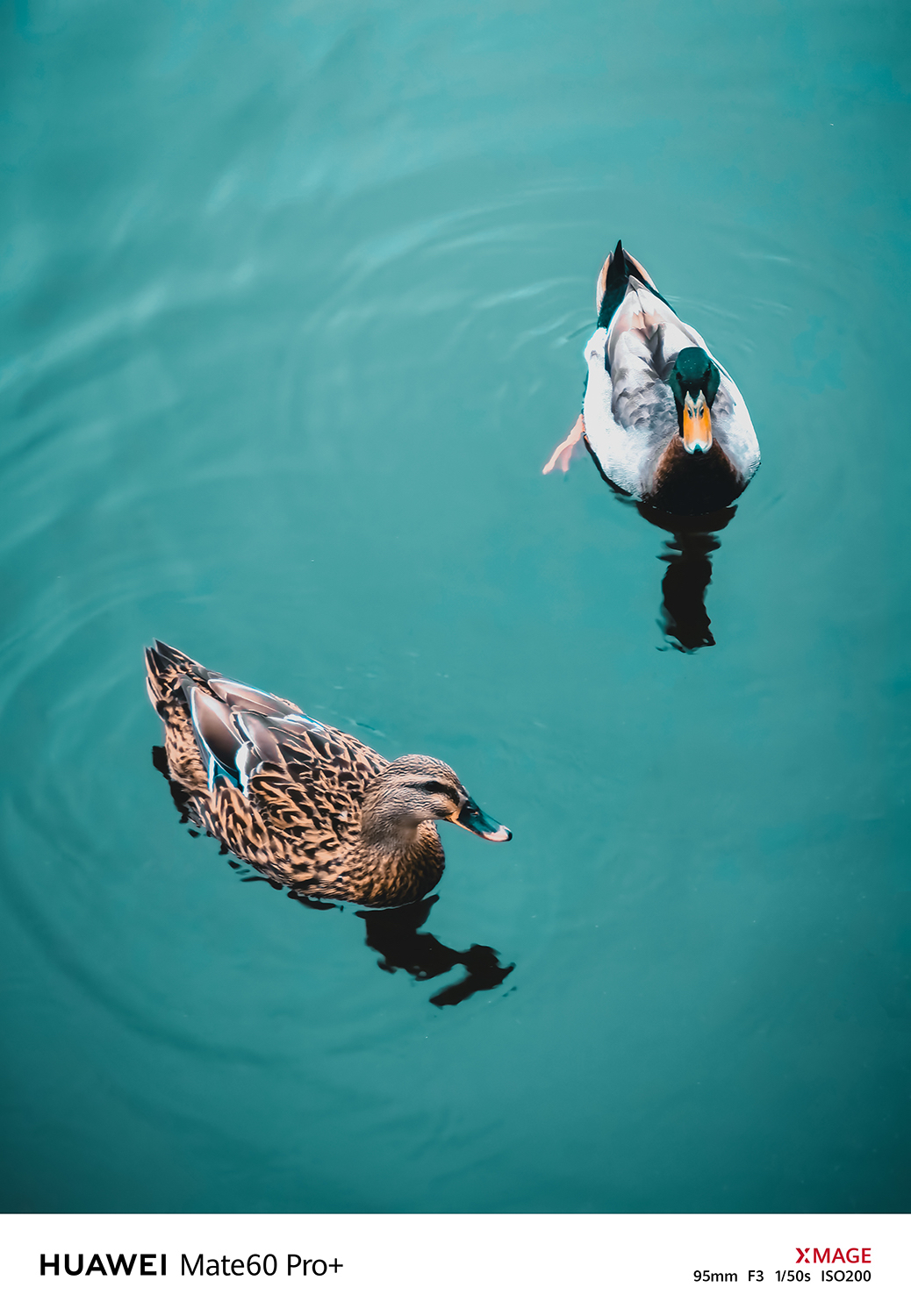 手机版与鸭共舞(与魔共舞游戏中文版汉化)