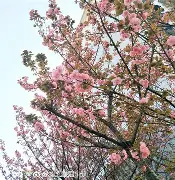 樱花学校模式手机版下载(樱花学校模拟器2020年最新版大全)