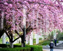 樱花学校模式手机版下载(樱花学校模拟器2020年最新版大全)