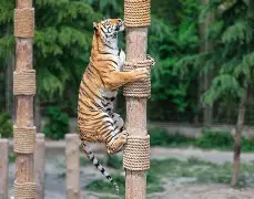 老虎地图手机版just的简单介绍