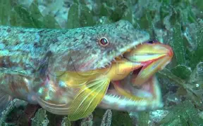 单机大鱼吃小鱼手机版(单机大鱼吃小鱼手机版下载)